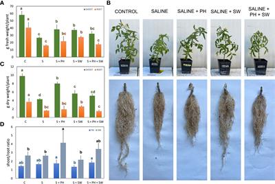 The differential modulation of secondary metabolism induced by a protein hydrolysate and a seaweed extract in tomato plants under salinity